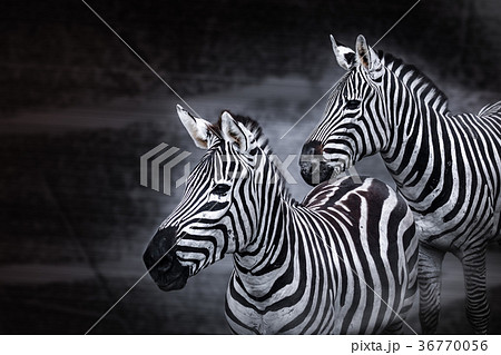 Zebra, science names "Equus burchellii" 36770056