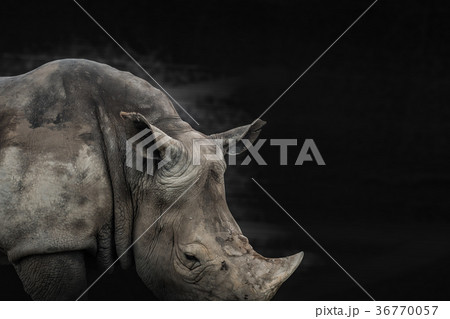 rhino animal black and white background 36770057