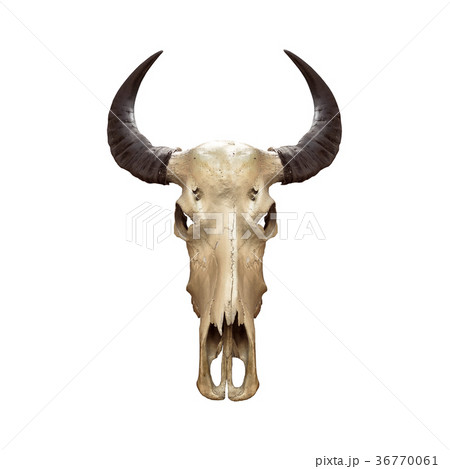 Buffalo skull or caw isolated on white background Buffalo skull or caw isolated on white background 36770061