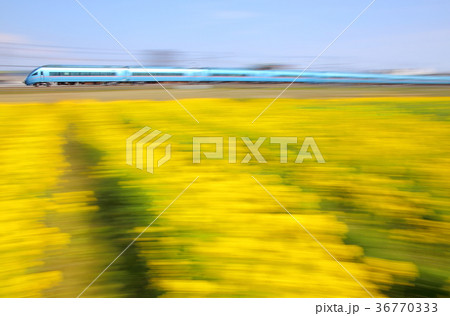 小田急ロマンスカーと菜の花 36770333