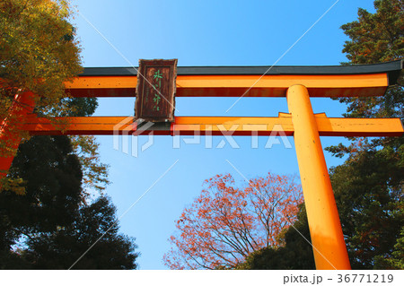 氷川神社の鳥居 36771219