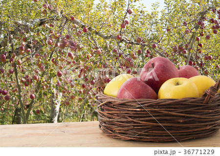 りんご 36771229