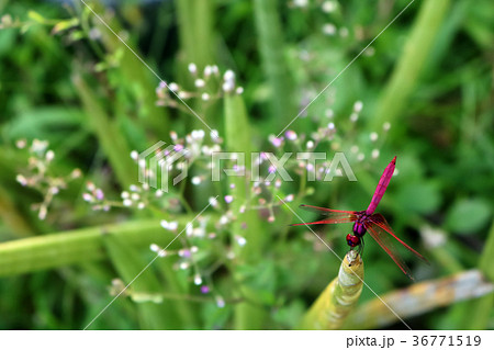 Beautiful purple red dragonfly in the garden Beautiful purple red dragonfly in the garden 36771519