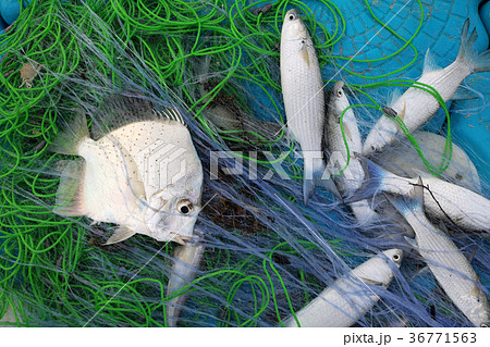 Sea fish caught in the nets of fishermen 36771563