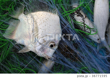 Sea fish caught in the nets of fishermen Sea fish caught in the nets of fishermen 36771595