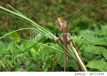 Lizard in a comfortable position in the garden. 36771894