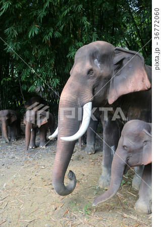 The elephant statue in the nature garden The elephant statue in the nature garden 36772060