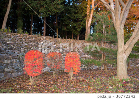 鉢形城跡 石垣 どうだんつつじ紅葉 鉢形城公園 鉢形城跡 石垣 どうだんつつじ紅葉 鉢形城公園 36772242