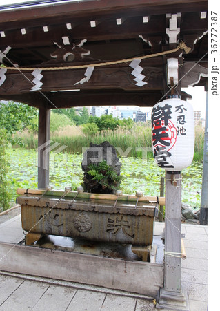 不忍池辯天堂の手水舎 不忍池辯天堂の手水舎 36772387