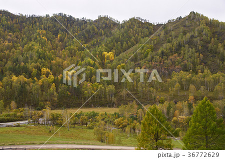 Altai mountains in autumn. Yellow and green Altai mountains in autumn. Yellow and green 36772629