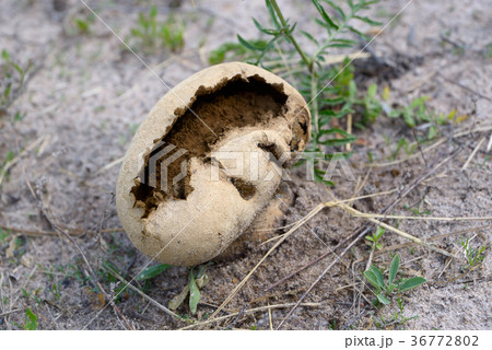 Old Lycoperdon pratense 36772802