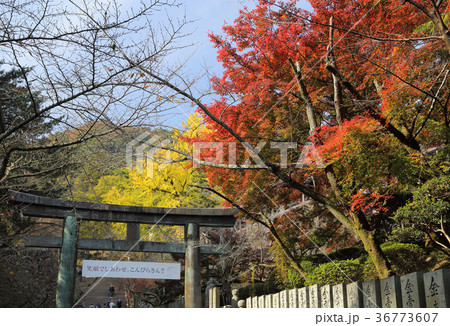 金刀比羅宮「桜馬場」の紅葉（背景は象頭山） 36773607