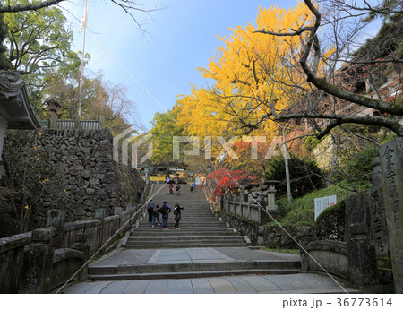 金刀比羅宮「桜馬場」西詰付近の紅葉 36773614