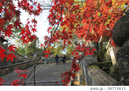 金刀比羅宮「桜馬場」西詰付近の紅葉 36773615