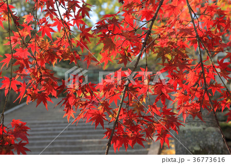 金刀比羅宮「桜馬場」西詰付近の紅葉 金刀比羅宮「桜馬場」西詰付近の紅葉 36773616
