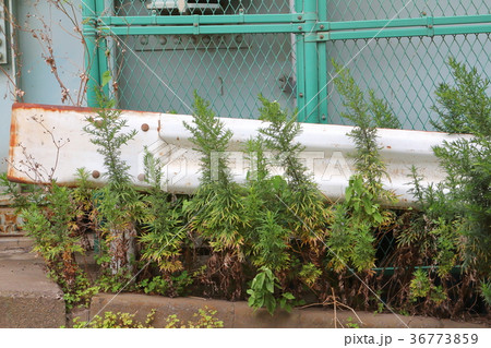 街中のガードレール 街中のガードレール 36773859