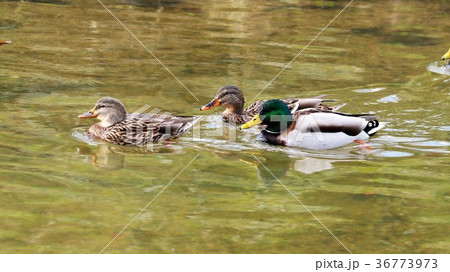 ワタリドリ:水辺の鳥「マガモ:オス:メス」大阪府枚方市:天の川 ワタリドリ:水辺の鳥「マガモ:オス:メス」大阪府枚方市:天の川 36773973