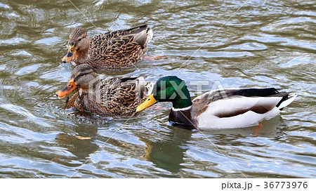 ワタリドリ：水辺の鳥「マガモ：メス：オス」大阪府枚方市：天の川 36773976