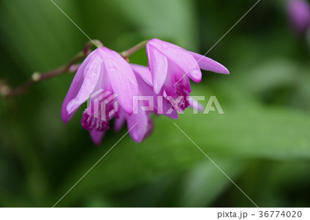 シラン(紫蘭) シラン(紫蘭) 36774020