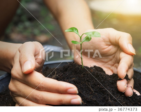 farmer hand planting seedling on soil  36774373