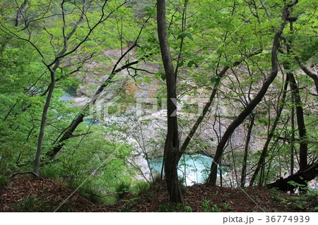 龍王峡・白龍峡の流紋岩の割目 36774939