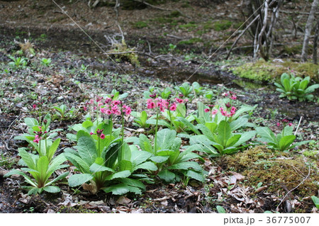 龍王峡・白龍峡・自然探求路のクリンソウ 36775007