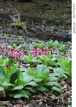 龍王峡・白龍峡・自然探求路のクリンソウ 36775010