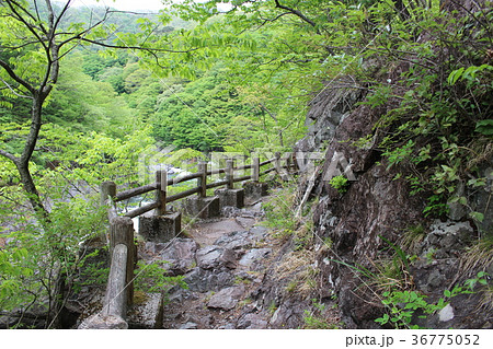 龍王峡・紫龍峡の自然探求路 36775052
