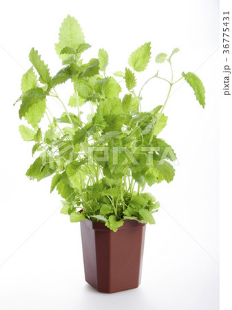 Melissa in a pot on a white background  36775431