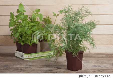 Dill in a pot and other spicy plants  36775432
