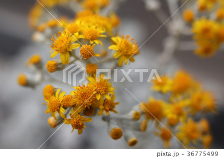 白妙菊 白妙菊 36775499