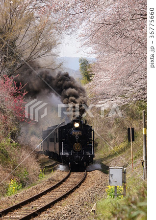 【春爛漫】春の肥薩路とSL人吉 36775660