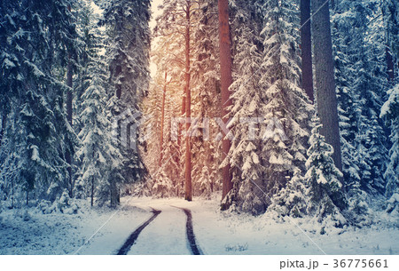 road in snowy winter on beautiful sunny day 36775661