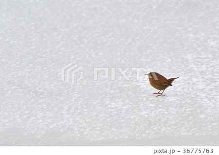 ミソサザイ 36775763