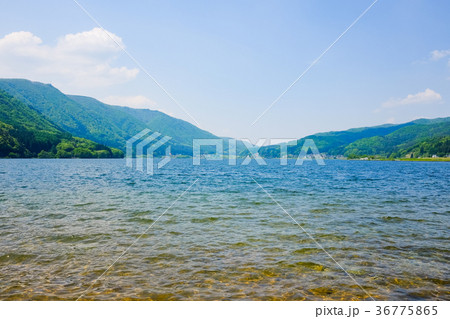 春・新緑の木﨑湖 36775865