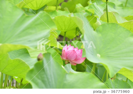 大谷本廟　大賀ハス（大賀蓮） 36775960