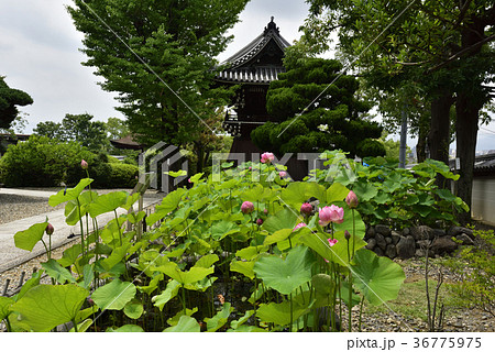 大谷本廟　大賀ハス（大賀蓮） 36775975