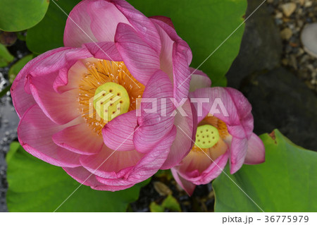 大谷本廟 大賀ハス(大賀蓮) 大谷本廟 大賀ハス(大賀蓮) 36775979