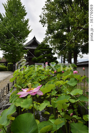 大谷本廟　大賀ハス（大賀蓮） 36776069