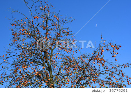 初冬 初冬 36776291