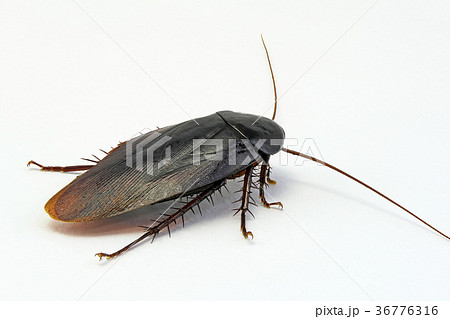 ゴキブリ 深度合成 の写真素材