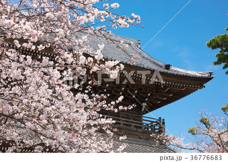 春 - 満開の桜  36776683