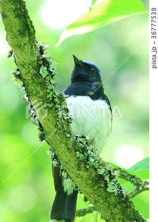 野鳥　オオルリ　初夏 36777539