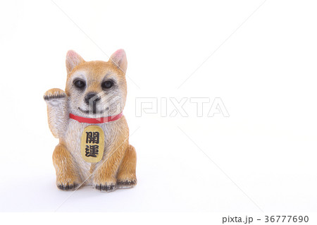 招き犬 36777690