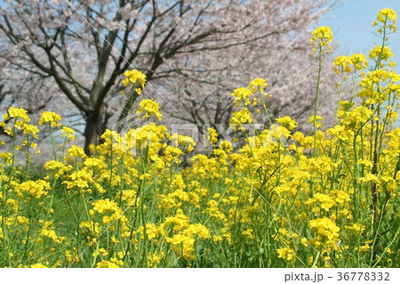 菜の花　桜　青空 36778332