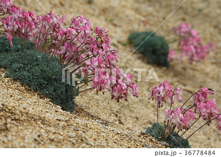 夏山の花 夏山の花 36778484