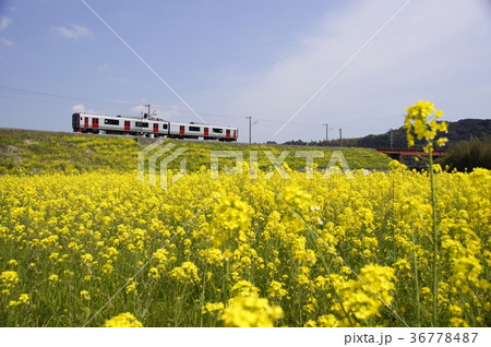 春爛漫、菜の花絨毯と815系近郊電車 春爛漫、菜の花絨毯と815系近郊電車 36778487