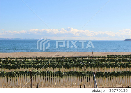 冬の三浦海岸 36779136
