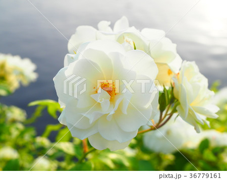 お花004 お花004 36779161