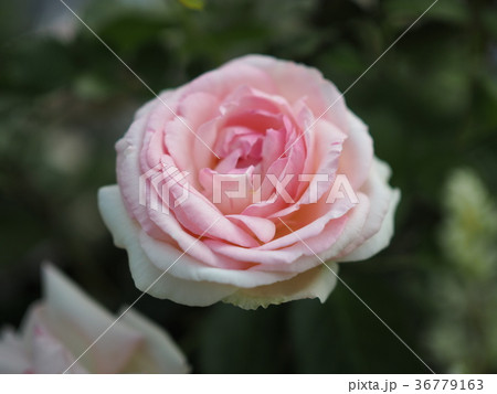 お花005 お花005 36779163